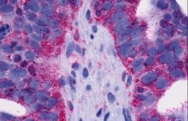 Anti-GPR4 antibody used in IHC (Paraffin sections) (IHC-P). GTX12568