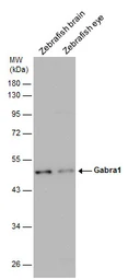 Anti-Gabra1 antibody used in Western Blot (WB). GTX125728