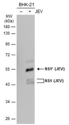 Anti-Japanese encephalitis virus NS1 antibody used in Western Blot (WB). GTX125866