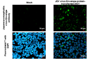 Anti-Japanese encephalitis virus Envelope antibody used in Immunocytochemistry/ Immunofluorescence (ICC/IF). GTX125867