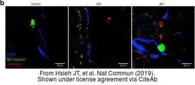Anti-Japanese encephalitis virus NS3 antibody used in IHC (Frozen sections) (IHC-Fr). GTX125868