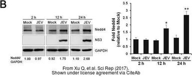 Anti-Japanese encephalitis virus NS3 antibody used in Western Blot (WB). GTX125868