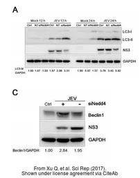 Anti-Japanese encephalitis virus NS3 antibody used in Western Blot (WB). GTX125868