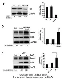 Anti-Japanese encephalitis virus NS3 antibody used in Western Blot (WB). GTX125868