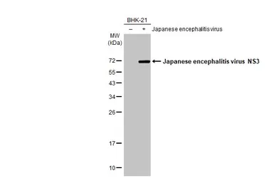 Anti-Japanese encephalitis virus NS3 antibody used in Western Blot (WB). GTX125868