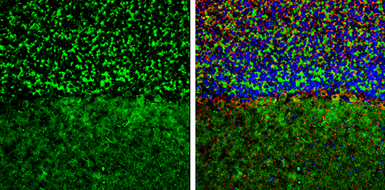 Anti-GEF-H1 antibody used in IHC (Frozen sections) (IHC-Fr). GTX125893