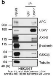 Anti-USP7 antibody used in Western Blot and Immunoprecipitation (WB IP). GTX125894