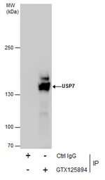 Anti-USP7 antibody used in Immunoprecipitation (IP). GTX125894