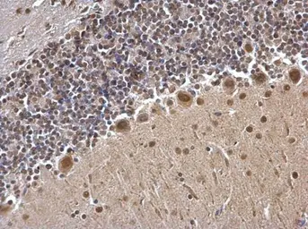 Anti-USP7 antibody used in IHC (Paraffin sections) (IHC-P). GTX125894