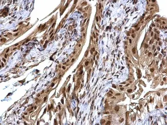 Anti-USP7 antibody used in IHC (Paraffin sections) (IHC-P). GTX125894