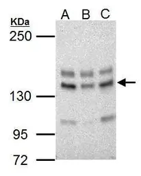 Anti-USP7 antibody used in Western Blot (WB). GTX125894