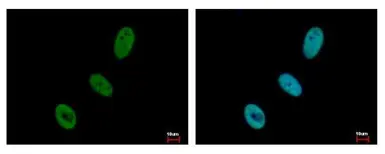 Anti-USP7 antibody used in Immunocytochemistry/ Immunofluorescence (ICC/IF). GTX125894