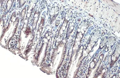 Anti-USP7 antibody used in IHC (Paraffin sections) (IHC-P). GTX125894