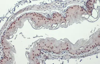 Anti-USP7 antibody used in IHC (Paraffin sections) (IHC-P). GTX125894