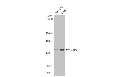 Anti-USP7 antibody used in Western Blot (WB). GTX125894