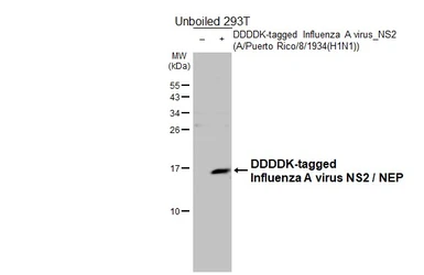 Anti-Influenza A virus NS2 / NEP antibody used in Western Blot (WB). GTX125952