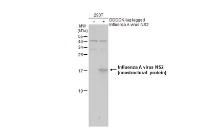 Anti-Influenza A virus NS2 / NEP antibody used in Western Blot (WB). GTX125953