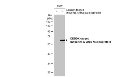 Anti-Influenza A virus Nucleoprotein antibody used in Western Blot (WB). GTX125989