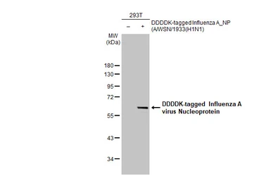 Anti-Influenza A virus Nucleoprotein antibody used in Western Blot (WB). GTX125989
