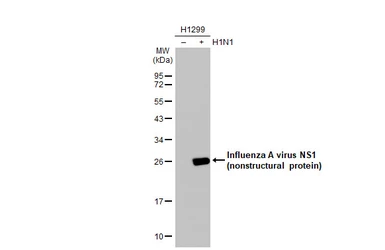 Anti-Influenza A virus NS1 (nonstructural protein) antibody used in Western Blot (WB). GTX125990