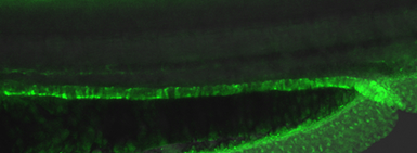 Anti-Tagln antibody used in IHC (Whole mount) (IHC-Wm). GTX125994