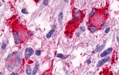 Anti-GPR25 antibody used in IHC (Paraffin sections) (IHC-P). GTX12691