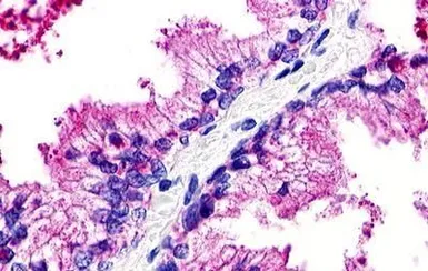 Anti-GPR25 antibody used in IHC (Paraffin sections) (IHC-P). GTX12691