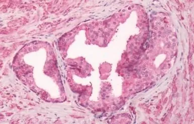 Anti-GPR55 antibody used in IHC (Paraffin sections) (IHC-P). GTX12700
