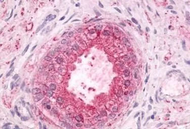 Anti-GPR55 antibody used in IHC (Paraffin sections) (IHC-P). GTX12700