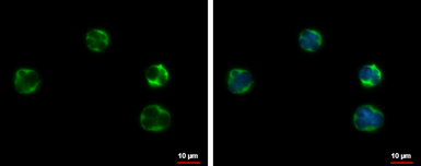Anti-AICDA antibody used in Immunocytochemistry/ Immunofluorescence (ICC/IF). GTX127276