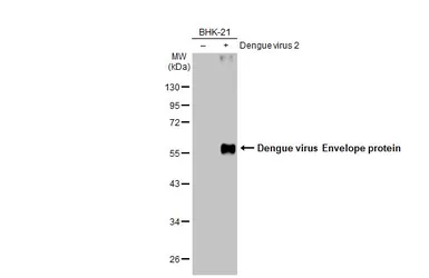 Anti-Dengue virus Envelope protein antibody used in Western Blot (WB). GTX127277