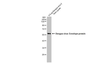 Anti-Dengue virus Envelope protein antibody used in Western Blot (WB). GTX127277