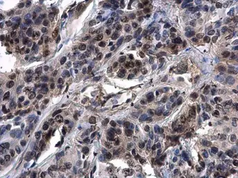 Anti-ASXL1 antibody used in IHC (Paraffin sections) (IHC-P). GTX127284