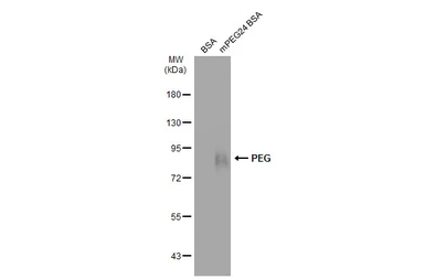 Anti-PEG antibody used in Western Blot (WB). GTX127286