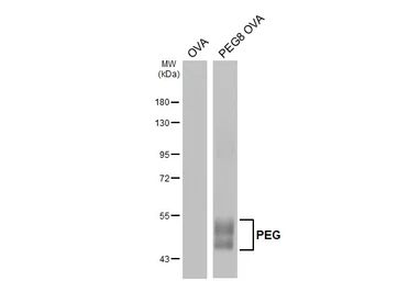 Anti-PEG antibody used in Western Blot (WB). GTX127286
