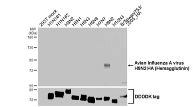 Anti-Avian Influenza A virus H9N2 HA (Hemagglutinin) antibody used in Western Blot (WB). GTX127306
