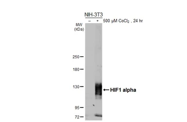 Anti-HIF1 alpha antibody used in Western Blot (WB). GTX127309