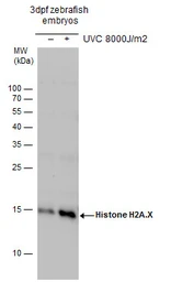 Anti-Histone H2A.X antibody used in Western Blot (WB). GTX127343