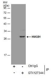 Anti-HMGB1 antibody used in Immunoprecipitation (IP). GTX127344