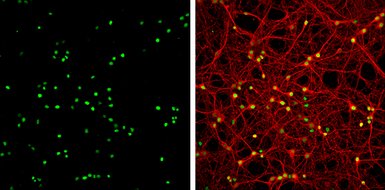 Anti-HMGB1 antibody used in Immunocytochemistry/ Immunofluorescence (ICC/IF). GTX127344