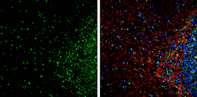 Anti-HMGB1 antibody used in IHC (Frozen sections) (IHC-Fr). GTX127344