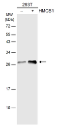 Anti-HMGB1 antibody used in Western Blot (WB). GTX127344