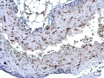 Anti-HMGB1 antibody used in IHC (Paraffin sections) (IHC-P). GTX127344