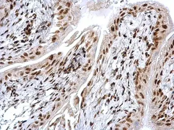 Anti-HMGB1 antibody used in IHC (Paraffin sections) (IHC-P). GTX127344
