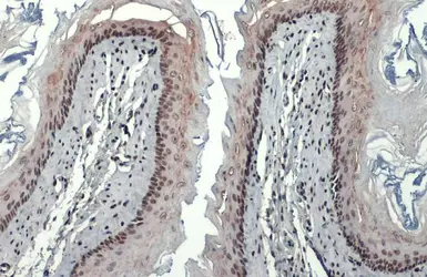 Anti-HMGB1 antibody used in IHC (Paraffin sections) (IHC-P). GTX127344