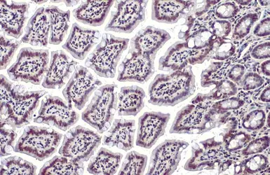 Anti-HMGB1 antibody used in IHC (Paraffin sections) (IHC-P). GTX127344