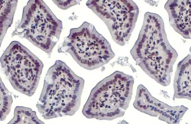 Anti-HMGB1 antibody used in IHC (Paraffin sections) (IHC-P). GTX127344