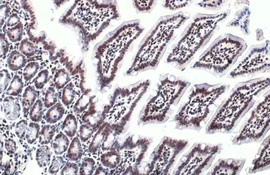Anti-HMGB1 antibody used in IHC (Paraffin sections) (IHC-P). GTX127344