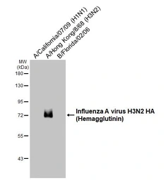 Anti-Influenza A virus H3N2 HA (Hemagglutinin) antibody used in Western Blot (WB). GTX127363