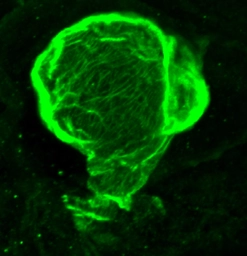 Anti-Tnnc1a+b antibody used in IHC (Whole mount) (IHC-Wm). GTX127369